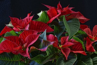 Комнатный цветок с красными листьями