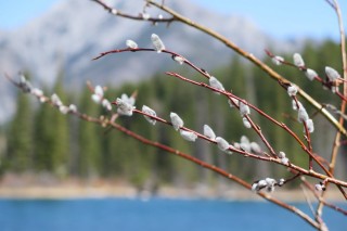 Краснотал растение