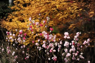 Осенние цветы в саду