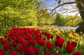 Красивые тюльпаны