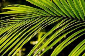 Пальмовые листья