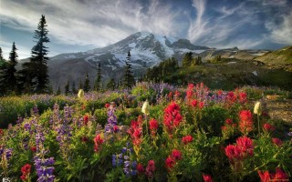 Цветы России