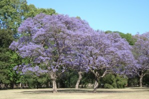 Гваяковое дерево