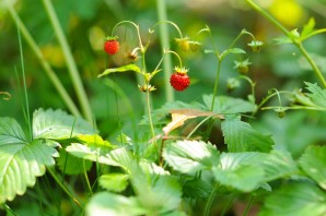 Листья клубники