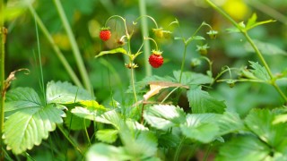 Листья клубники