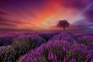 Лисовский фиолетовый закат