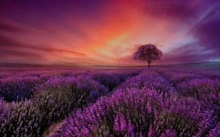 Лисовский фиолетовый закат