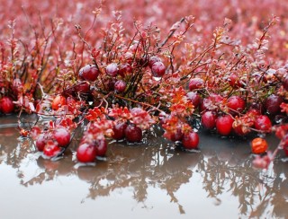 Клюква ягода на болоте