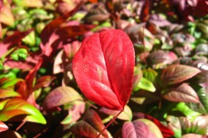 Кустарник с красными листьями