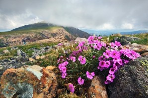 Растения Урала