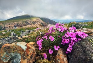 Растения Урала