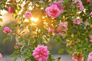 Розовый куст