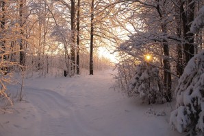 Зимняя прогулка