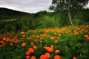 Огоньки цветы Сибири