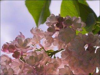 Ветка сирени с листьями
