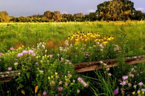 Дикорастущие травы