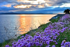 Лето цветы