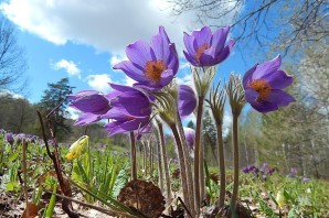 Цветок сон трава