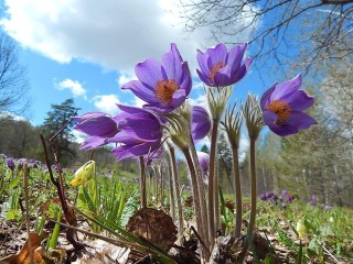 Цветок сон трава