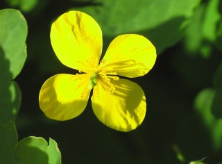 Чистотел ядовитое растение