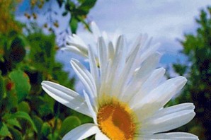 Нежные ромашки