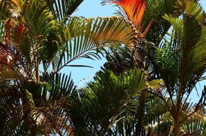 Персиковая Пальма