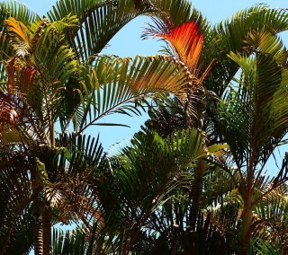 Персиковая Пальма