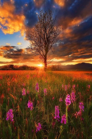 Весна солнце