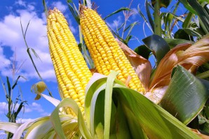 Кукуруза растение