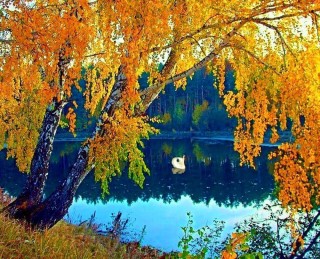 Береза осенью