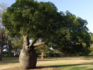 Бутылочное дерево Австралии