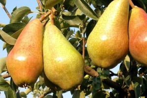 Осенние сорта груш