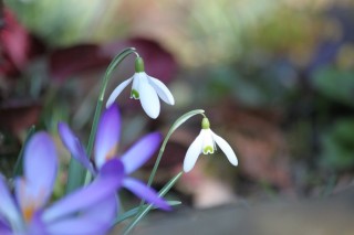 Настоящий Подснежник