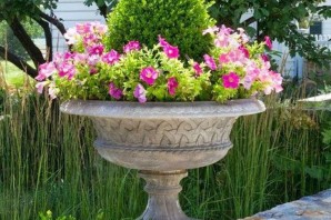 Цветы для уличных вазонов