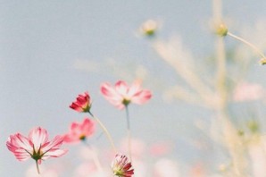 Цветы в пастельных тонах