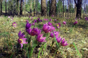 Подснежники в Сибири