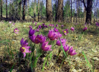 Подснежники в Сибири
