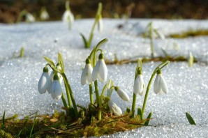 Первые подснежники