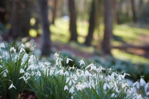 Подснежники в саду