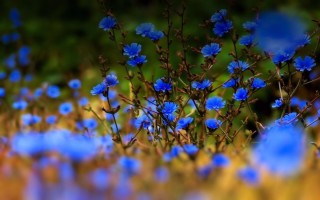 Голубой фон с цветами