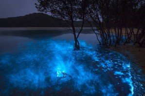 Светящийся планктон в черном море