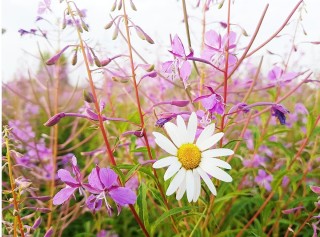 Лечебные травы Сибири