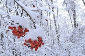 Рябина в снегу