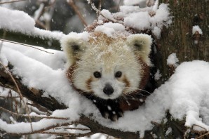 Забавные животные зимой