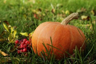 Листья тыквы