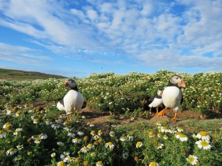 Ромашки и птицы