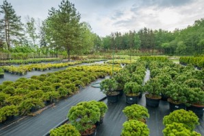 Питомник декоративных растений