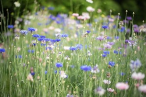 Синие полевые цветы