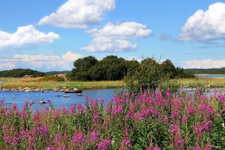 Растения Тульской области