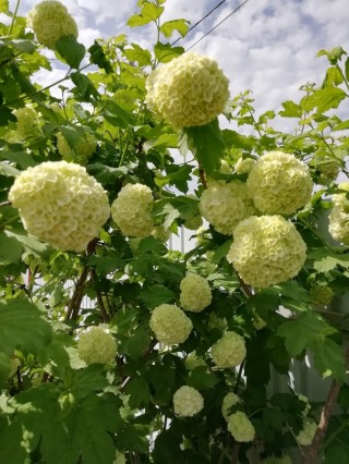 Бульденеж цветок